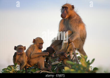 Chacma babbuini, Papio cynocephalus ursinus, socializzare al tramonto, il Parco Nazionale Kruger, Mpumalanga, Sud Africa Foto Stock