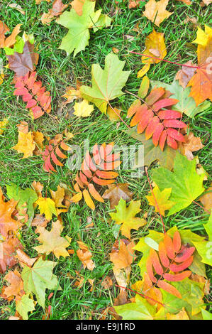 Caduto Foglie di autunno. Un tappeto di foglie colorate in ottobre, sdraiati sull'erba. Foto Stock