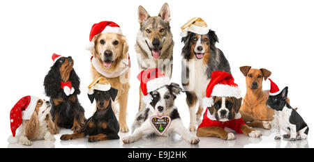 Cani di Natale Foto Stock