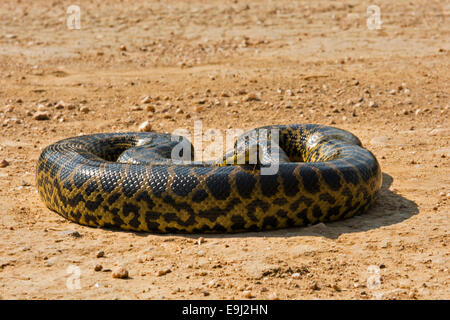 Anaconda giallo (Eunectes notaeus) nel Pantanal, Brasile Foto Stock