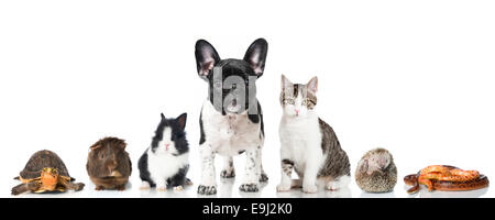 Animali domestici Foto Stock