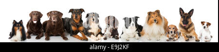Gruppo di cani di razza Foto Stock