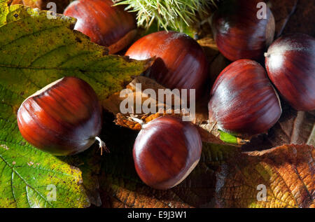 Le castagne in autunno scena, Norfolk, Inghilterra Foto Stock