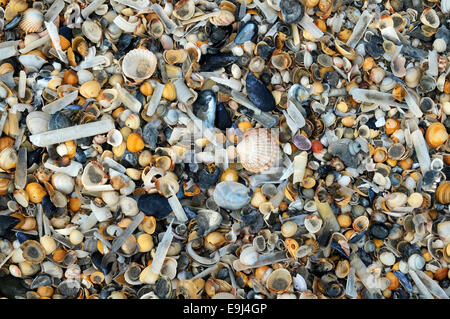 Varie conchiglie sulla spiaggia Foto Stock