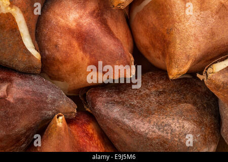 Texture astratta di bulbi di tulipani pronti per la semina in una caduta Foto Stock