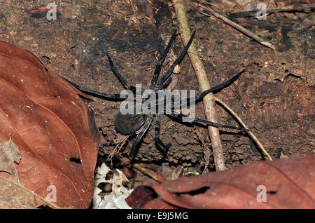 Brasiliano ragno errante (Phoneutria Boliviensis, aka Banana Spider), Drake Bay, Costa Rica Foto Stock
