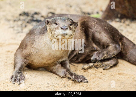 Liscio rivestito di lontra (Lutrogale perspicillata) in habitat di mangrovie, Singapore Foto Stock