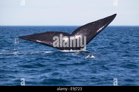 Balena Franca Australe (Eubalaena australis) 'tail vela". Puerto Piramides, Penisola Valdes, Argentina. Foto Stock