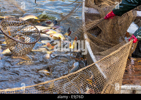 Raccolto autunnale di carpe da Peschiera per i mercatini di Natale in Repubblica Ceca. In Europa centrale il pesce è una parte tradizionale di un Foto Stock