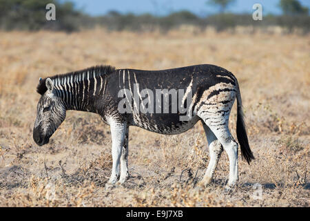 La Burchell (Pianura) zebra (Equus burchelli), con marcature melanistic, il Parco Nazionale di Etosha, Namibia Foto Stock