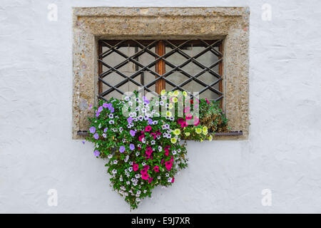 Fiori colorati sul davanzale esterno della classica vecchia casa europea su bianco parete testurizzata Foto Stock