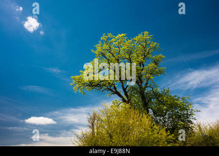 Il vecchio albero di castagno in fiore in maggio, con prodotti freschi e di luce verde, foglie di molla, Peterborough, CAMBRIDGESHIRE Foto Stock