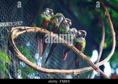 Colorati uccelli esotici. Parque das Aves (parco degli uccelli), di Foz do Iguaçu, Brasile. Foto Stock