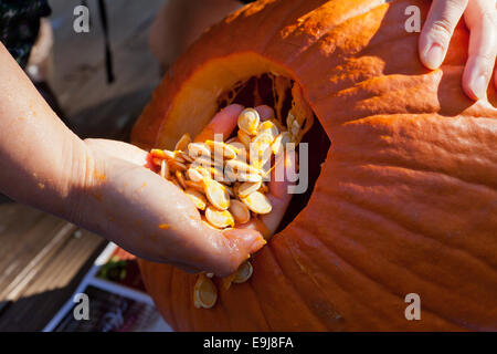 Donna rimuovendo i semi di zucca - USA Foto Stock