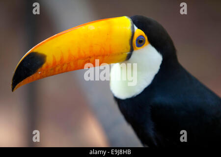 Toucan colorati. Parque das aves, Iguazu falls. Brasile. Foto Stock