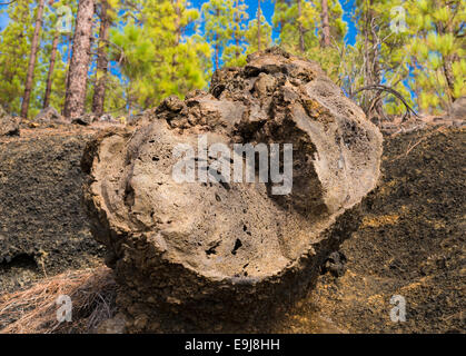 Grande, vescicolare, basaltica bombe vulcaniche con ben sviluppato refrigerate la cotenna, sul cono di scorie del Montana Estrecho, Tenerife Foto Stock