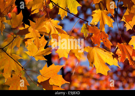 Red maple leaves changing color in autumn - Virginia USA Foto Stock