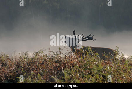 Maschio rosso cervo (STAG)- Cervus elaphus muggito di prima mattina nebbia durante la stagione di solchi a Richmond Park, London, Regno Unito Foto Stock