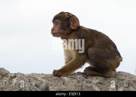 Un barbary macaque sulla Rocca di Gibilterra. Foto Stock