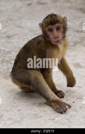 Un barbary macaque sulla Rocca di Gibilterra. Foto Stock