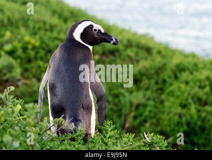 Ritratto di pinguino africano (Spheniscus demersus). Sud Africa Foto Stock