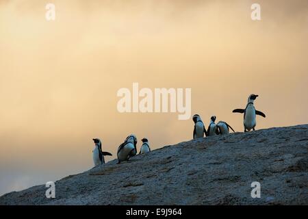 I Penguins africani in twilights. Cielo di tramonto. Pinguino africano (Spheniscus demersus) , il Parco Nazionale di massi, Sud Africa Foto Stock