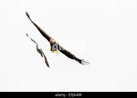 Un grande nero-backed Gull insegue un white-tailed Sea Eagle in volo, Isle of Mull, Scozia Foto Stock