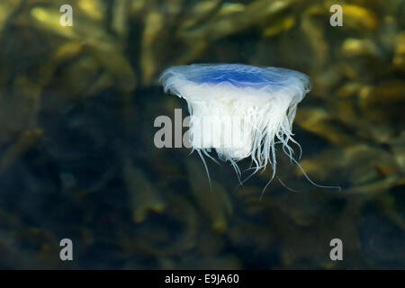 Meduse blu (Cyanea lamarckii) che sospinge in sé verso l'alto mentre il drifting con la marea l'assorbimento di plancton, Ebridi Interne, Scozia Foto Stock