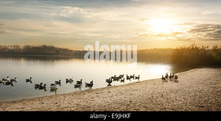 Oche sullo stagno al tramonto di autunno Foto Stock