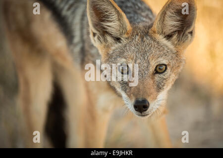 Un vigile Jackal nel tardo pomeriggio in Etosha, Namibia Foto Stock