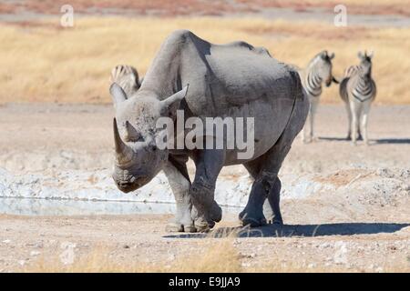 Rinoceronte nero (Diceros simum), maschio a piedi e la Burchell zebre (Equus burchelli), il Parco Nazionale di Etosha, Namibia,Africa Foto Stock