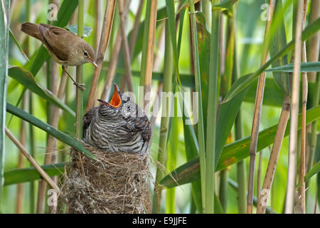 Il cuculo (Cuculus canorus), giovane cuculo essendo alimentato dalla sua Reed Trillo un uccello ospite (Acrocephalus scirpaceus), parassita di covata Foto Stock