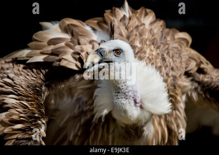 Grifone (Gyps fulvus), captive, Schloss Rosenburg falconeria Altmühltal, Baviera, Germania Foto Stock