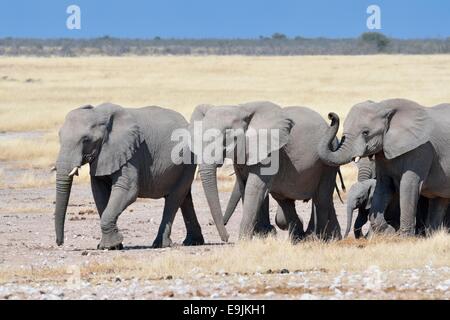 Branco di elefanti africani (Loxodonta africana), sulla strada per il Waterhole, il Parco Nazionale di Etosha, Namibia, Africa Foto Stock