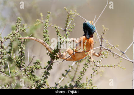 Massa AGAMA SA, l'AGAMA SA aculeata, maschio in allevamento colore, Kgalagadi parco transfrontaliero, Sud Africa Foto Stock