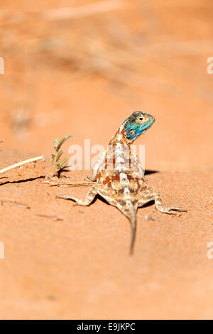 Massa AGAMA SA, l'AGAMA SA aculeata, maschio in allevamento colore, Kgalagadi parco transfrontaliero, Sud Africa Foto Stock