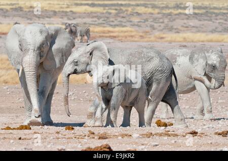 L'elefante africano (Loxodonta africana), allevamento coperto con fango bianco, il Parco Nazionale di Etosha, Namibia, Africa Foto Stock