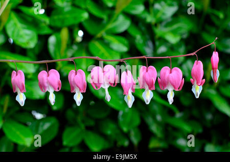 Fioritura di sanguinamento (cuori Dicentra spectabilis o Lamprocapnos spectabilis) cresce in giardino in primavera. Foto Stock