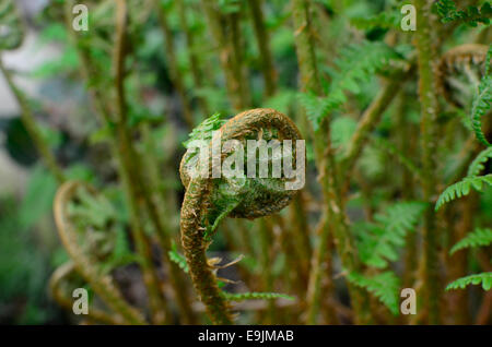 Fern frond dispiegarsi con la nuova crescita in primavera. In Vancouver, British Columbia, Canada. Spada fern (Polystichum munitum) Foto Stock