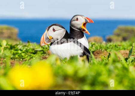 Atlantic puffin (Fratercula arctica) in piedi al di fuori della loro burrow Foto Stock