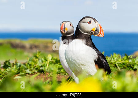 Atlantic puffin (Fratercula arctica) in piedi al di fuori della loro burrow Foto Stock