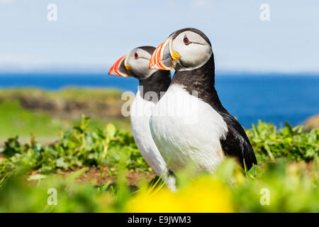 Atlantic puffin (Fratercula arctica) in piedi al di fuori della loro burrow Foto Stock