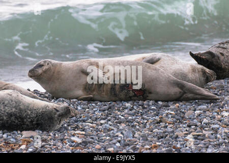 Porto di lesa la guarnizione sulla isola di Helgoland, Phoca vitulina Foto Stock