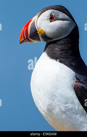 Atlantic puffin (Fratercula arctica) ritratto Foto Stock