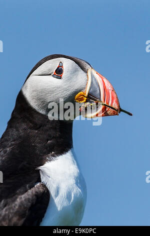 Atlantic puffin (Fratercula arctica) con materiale di nesting Foto Stock