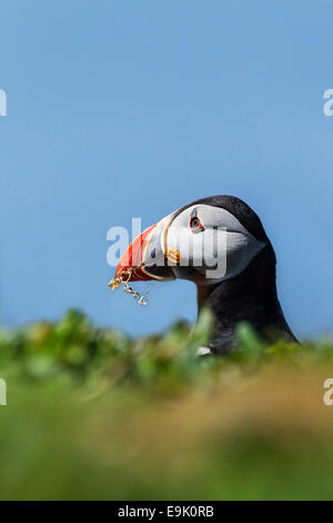 Atlantic puffin (Fratercula arctica) con materiale di nesting Foto Stock