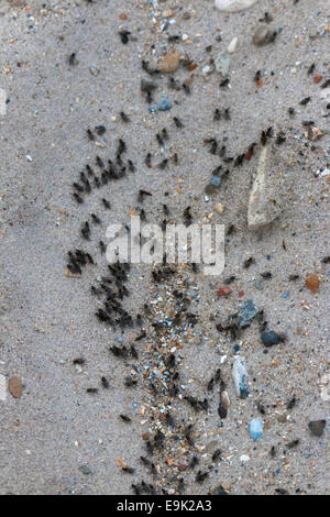 Accumulo di vola su isola di Helgoland Foto Stock