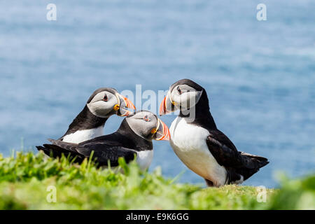 Atlantic puffin (Fratercula arctica) getting pecked Foto Stock