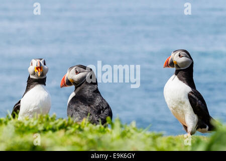 Atlantic puffin (Fratercula arctica) interazione Foto Stock