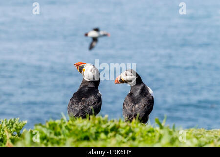 Atlantic puffin (Fratercula arctica) coppia sulla scogliera colony Foto Stock
